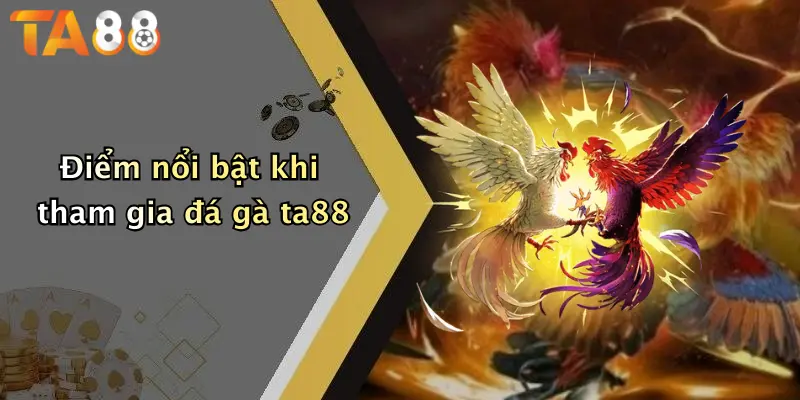 Điểm nổi bật khi tham gia đá gà ta88